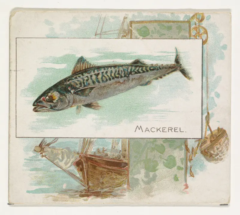 Mackerel, from Fish from American Waters series (N39) for Allen & Ginter Cigarettes Wall Art by Allen & Ginter - High-Resolution Digital Print