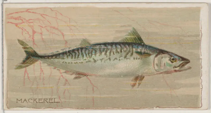 Mackerel, from the series Fishers and Fish (N74) for Duke brand cigarettes Wall Art by Knapp & Company - High-Resolution Digital Print