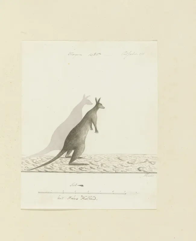 Macropus sp. (Kangoeroe) Wall Art by John Hunter - High-Resolution Digital Print
