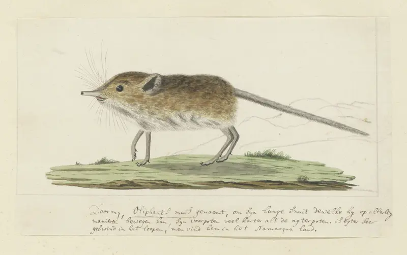 Macroscelides proboscideus (Slurfspitsmuis) Wall Art by Robert Jacob Gordon - High-Resolution Digital Print