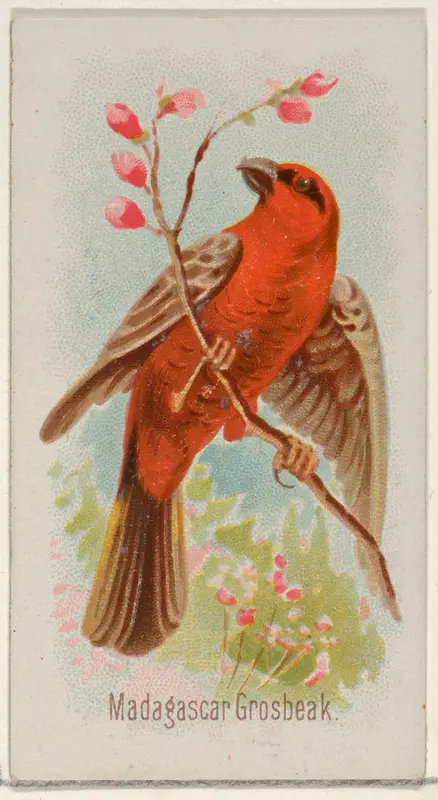 Madagascar Grosbeak, from the Song Birds of the World series (N23) for Allen & Ginter Cigarettes Wall Art by Allen & Ginter - High-Resolution Digital Print