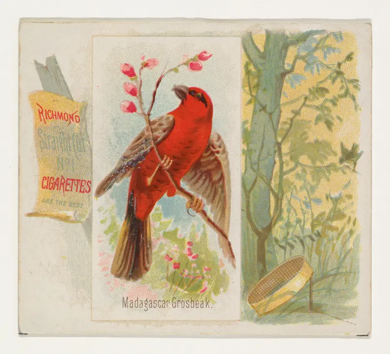 Madagascar Grosbeak, from the Song Birds of the World series (N42) for Allen & Ginter Cigarettes Wall Art by Allen & Ginter - High-Resolution Digital Print