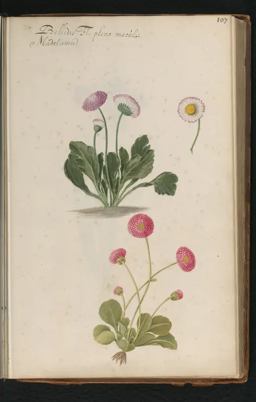 Madeliefjes (Bellis perennis) Wall Art by anonymous - High-Resolution Digital Print