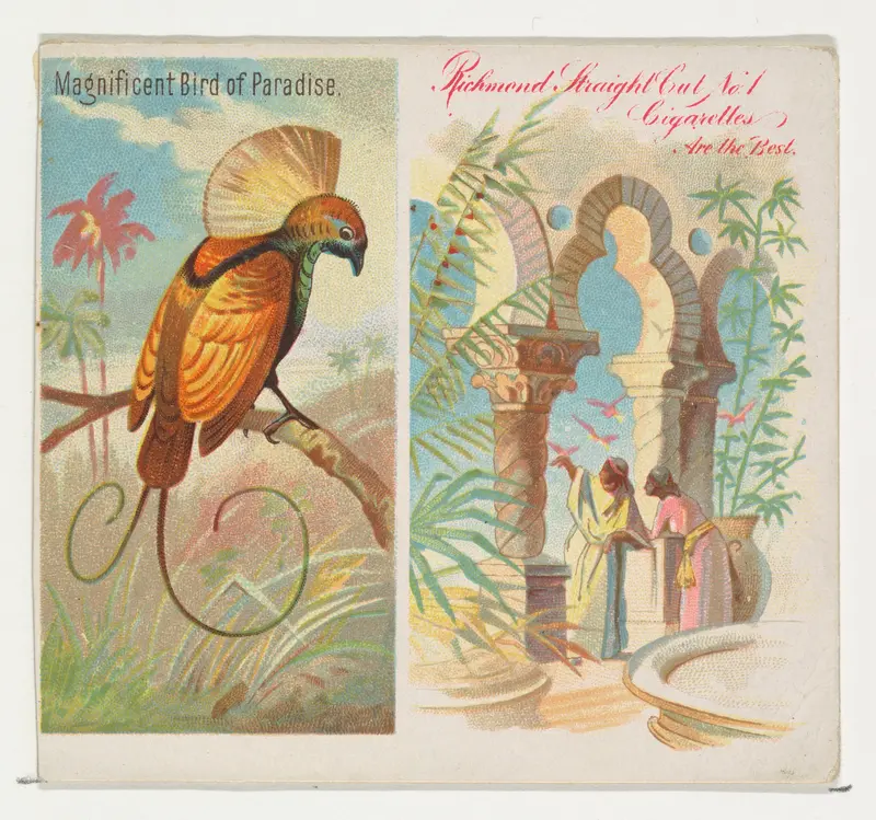 Magnificent Bird of Paradise, from Birds of the Tropics series (N38) for Allen & Ginter Cigarettes Wall Art by Allen & Ginter - High-Resolution Digital Print