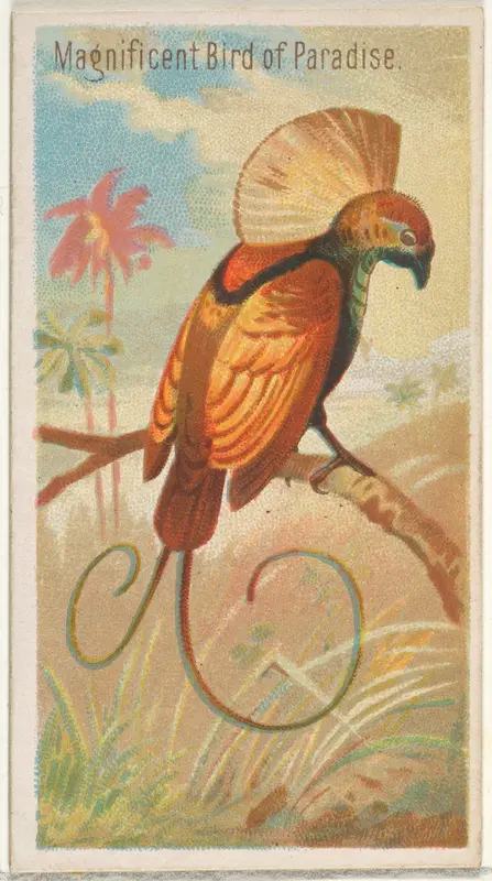 Magnificent Bird of Paradise, from the Birds of the Tropics series (N5) for Allen & Ginter Cigarettes Brands Wall Art by Allen & Ginter - High-Resolution Digital Print