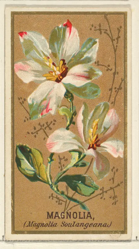 Magnolia (Magnolia Soulangeana), from the Flowers series for Old Judge Cigarettes Wall Art by Goodwin & Company - High-Resolution Digital Print