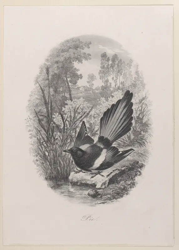 Magpie
