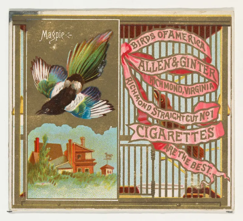 Magpie, from the Birds of America series (N37) for Allen & Ginter Cigarettes Wall Art by Allen & Ginter - High-Resolution Digital Print