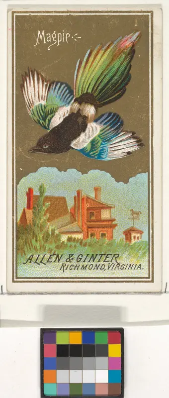 Magpie, from the Birds of America series (N4) for Allen & Ginter Cigarettes Brands Wall Art by Allen & Ginter - High-Resolution Digital Print