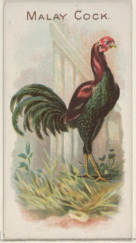 Malay Cock, from the Prize and Game Chickens series (N20) for Allen & Ginter Cigarettes Wall Art by Allen & Ginter - High-Resolution Digital Print