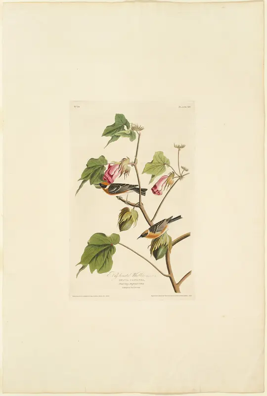 Male Bay Breasted Warbler Wall Art by Robert Havell - High-Resolution Digital Print