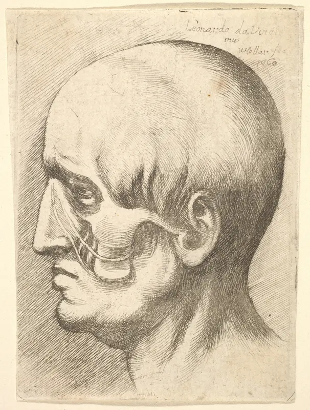 Male head in profile to left with muscles exposed Wall Art by Wenceslaus Hollar - High-Resolution Digital Print