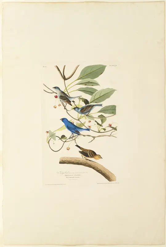 Male Indigo Bird Wall Art by Robert Havell - High-Resolution Digital Print