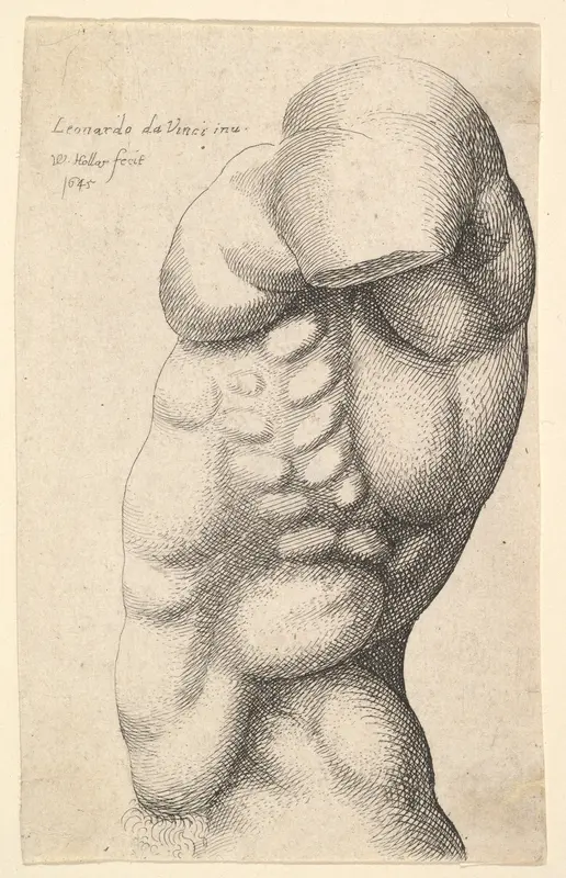Male torso from neck to hip in profile to left Wall Art by Wenceslaus Hollar - High-Resolution Digital Print
