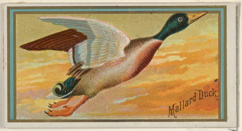Mallard Duck, from the Game Birds series (N13) for Allen & Ginter Cigarettes Brands Wall Art by Allen & Ginter - High-Resolution Digital Print