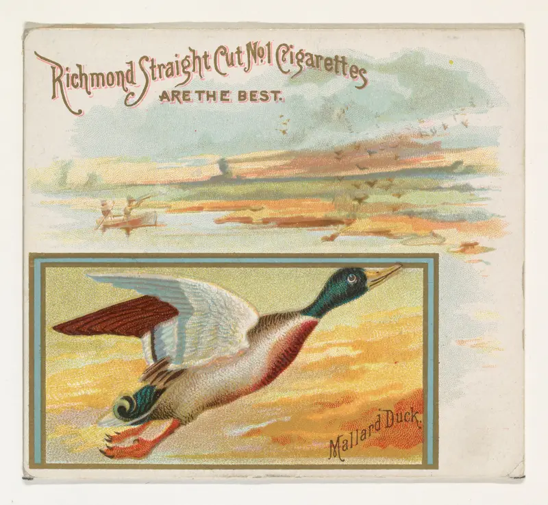 Mallard Duck, from the Game Birds series (N40) for Allen & Ginter Cigarettes Wall Art by Allen & Ginter - High-Resolution Digital Print