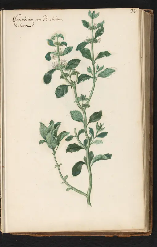 Malrove (Marrubium vulgare) Wall Art by anonymous - High-Resolution Digital Print