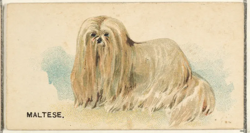 Maltese, from the Dogs of the World series for Old Judge Cigarettes Wall Art by Goodwin & Company - High-Resolution Digital Print