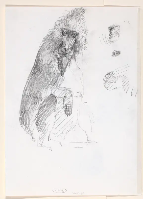 Mandril Wall Art by Unknown - High-Resolution Digital Print
