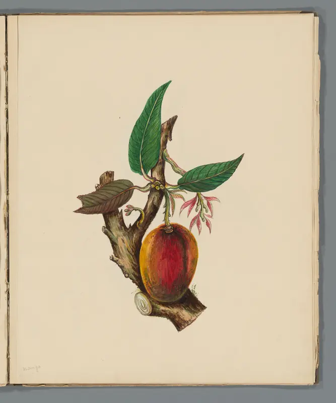 Mango (Mangifera indica) Wall Art by Unknown - High-Resolution Digital Print