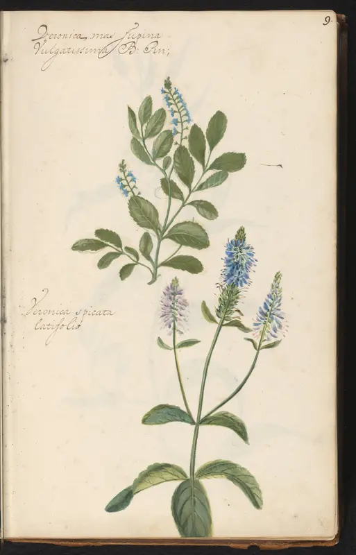 Mannetjesereprijs (veronica officinalis) en Aarereprijs (veronica spicata) Wall Art by anonymous - High-Resolution Digital Print
