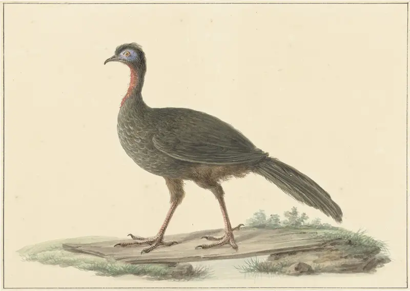 Marailsjakohoen (Penelope marail) Wall Art by Pieter Pietersz. Barbiers - High-Resolution Digital Print