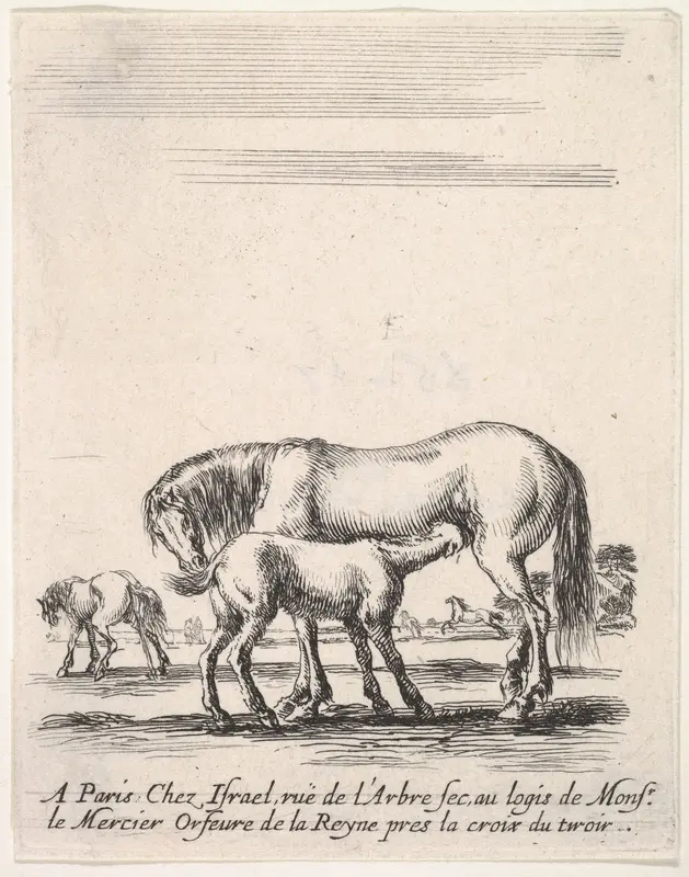 Mare suckling a foal in center, another foal urinating in back left, other horses in the background, from "Various cavalry exercises" (Diverses exercices de cavalerie) Wall Art by Stefano della Bella - High-Resolution Digital Print