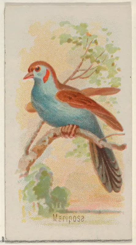 Mariposa, from the Song Birds of the World series (N23) for Allen & Ginter Cigarettes Wall Art by Allen & Ginter - High-Resolution Digital Print