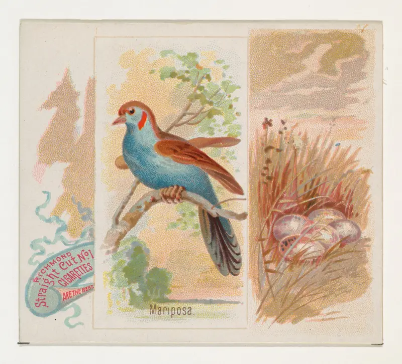 Mariposa, from the Song Birds of the World series (N42) for Allen & Ginter Cigarettes Wall Art by Allen & Ginter - High-Resolution Digital Print