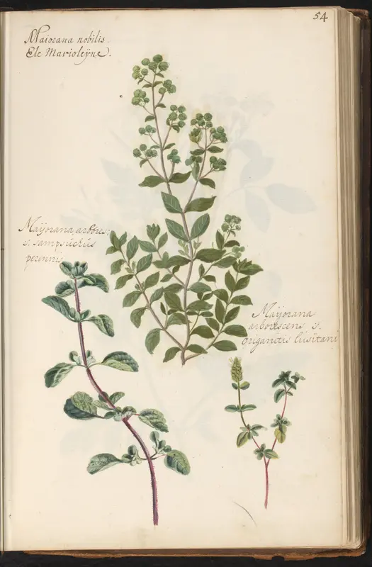 Marjolein (Origanum majorana) en wilde marjolein (Origanum vulgare) Wall Art by anonymous - High-Resolution Digital Print