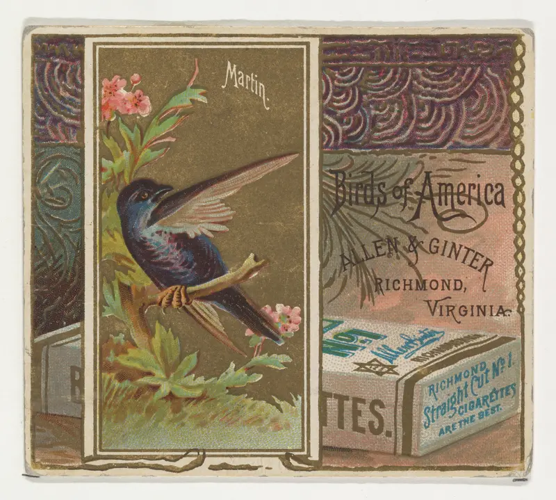 Martin, from the Birds of America series (N37) for Allen & Ginter Cigarettes Wall Art by Allen & Ginter - High-Resolution Digital Print