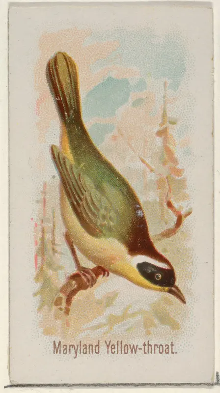 Maryland Yellow-throat, from the Song Birds of the World series (N23) for Allen & Ginter Cigarettes Wall Art by Allen & Ginter - High-Resolution Digital Print