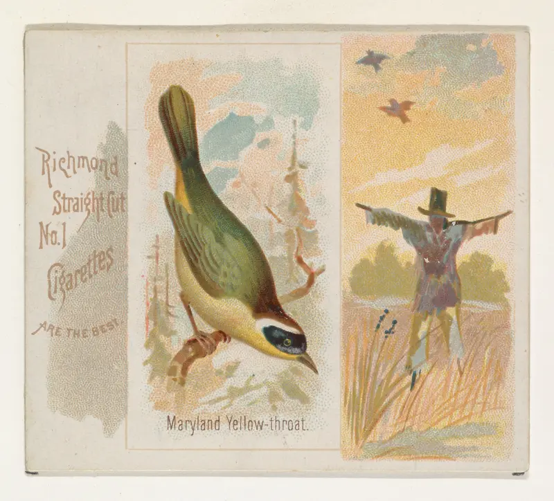 Maryland Yellow-throat, from the Song Birds of the World series (N42) for Allen & Ginter Cigarettes Wall Art by Allen & Ginter - High-Resolution Digital Print
