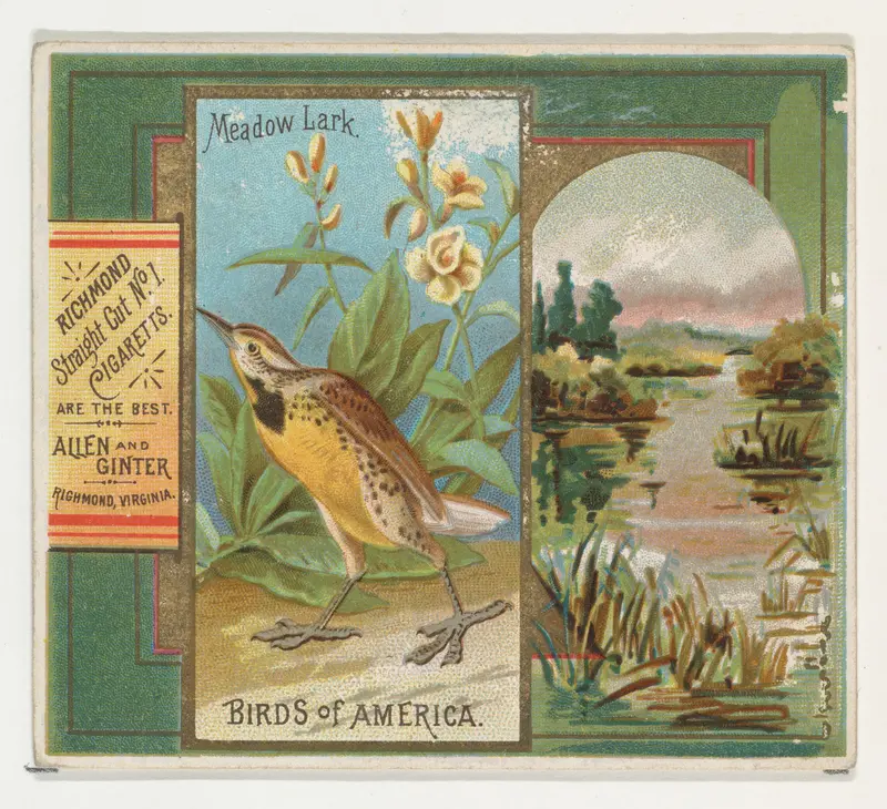 Meadow Lark, from the Birds of America series (N37) for Allen & Ginter Cigarettes Wall Art by Allen & Ginter - High-Resolution Digital Print
