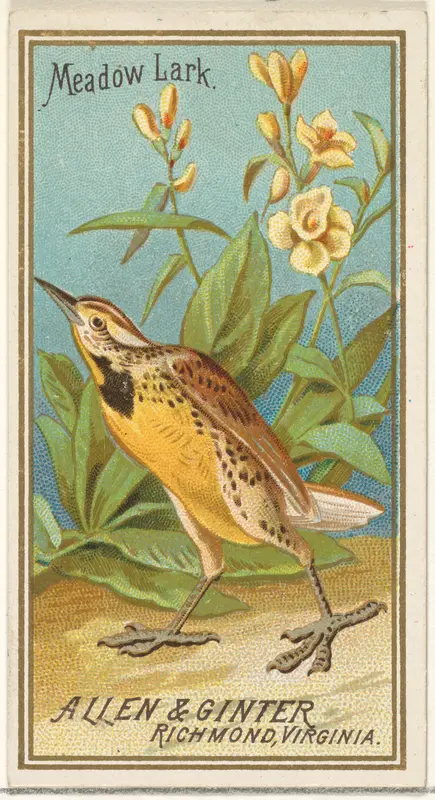 Meadow Lark, from the Birds of America series (N4) for Allen & Ginter Cigarettes Brands Wall Art by Allen & Ginter - High-Resolution Digital Print