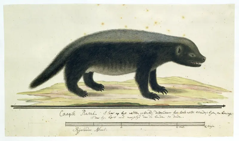 Mellivora capensis (Honingdas) Wall Art by Robert Jacob Gordon - High-Resolution Digital Print