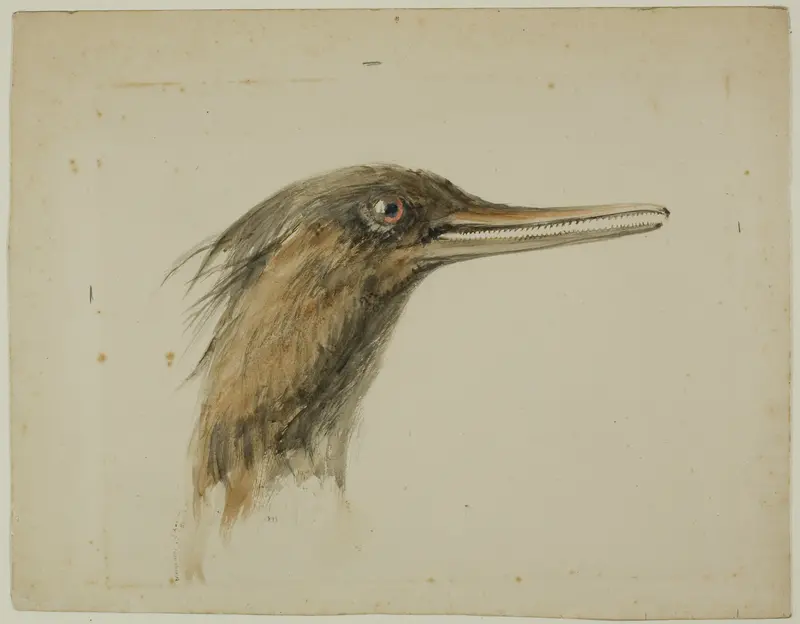 Merganser Wall Art by John Ruskin - High-Resolution Digital Print