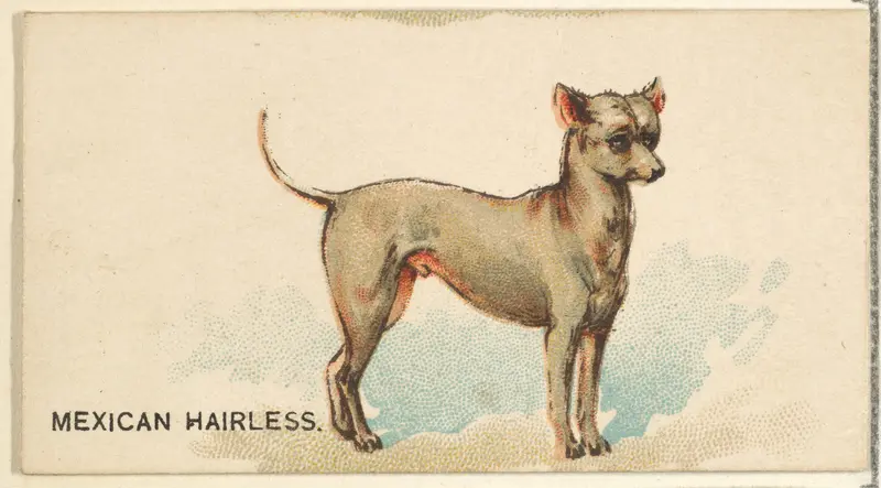 Mexican Hairless, from the Dogs of the World series for Old Judge Cigarettes Wall Art by Goodwin & Company - High-Resolution Digital Print