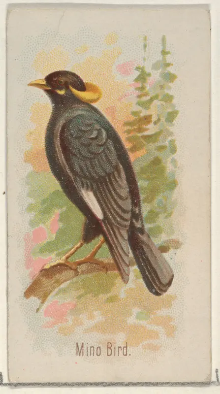 Mino Bird, from the Song Birds of the World series (N23) for Allen & Ginter Cigarettes Wall Art by Allen & Ginter - High-Resolution Digital Print