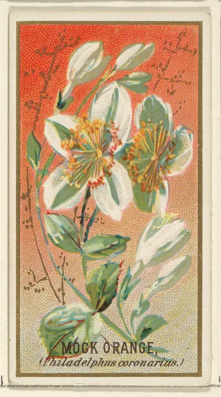Mock orange (Philadelphus coronarius), from the Flowers series for Old Judge Cigarettes Wall Art by Goodwin & Company - High-Resolution Digital Print