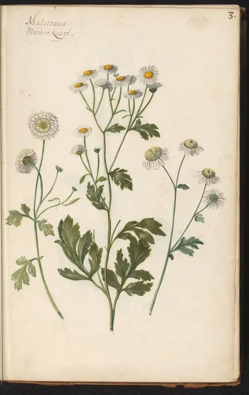 Moederkruid (Tanacetum parthenium) Wall Art by anonymous - High-Resolution Digital Print