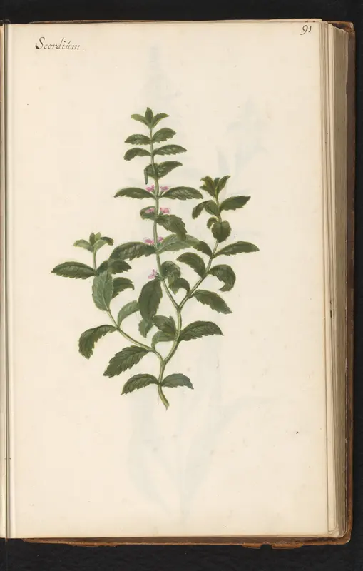 Moerasgamander (Teucrium scordium) Wall Art by anonymous - High-Resolution Digital Print