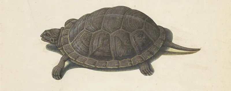 Moerasschildpad Wall Art by anonymous - High-Resolution Digital Print