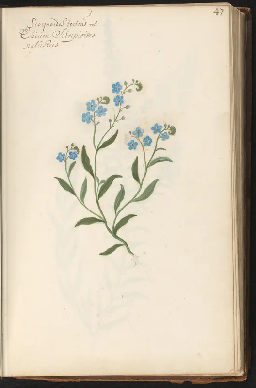 Moerasvergeet-mij-nietje (Myosotis scorpioides) Wall Art by anonymous - High-Resolution Digital Print