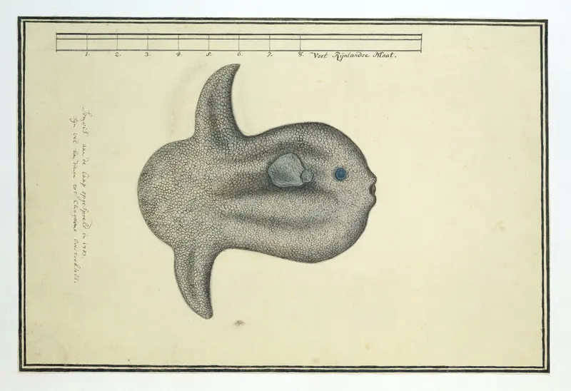Mola mola (Maanvis) Wall Art by Unknown - High-Resolution Digital Print