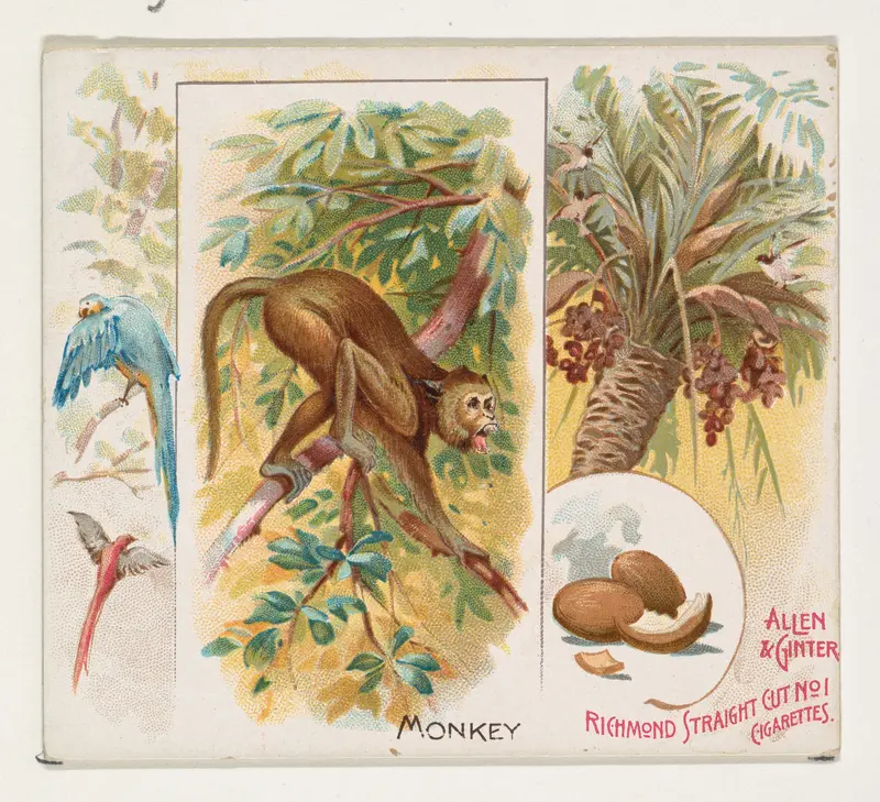 Monkey, from Quadrupeds series (N41) for Allen & Ginter Cigarettes Wall Art by Allen & Ginter - High-Resolution Digital Print