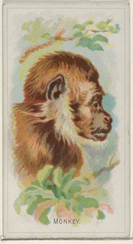 Monkey, from the Wild Animals of the World series (N25) for Allen & Ginter Cigarettes Wall Art by Allen & Ginter - High-Resolution Digital Print