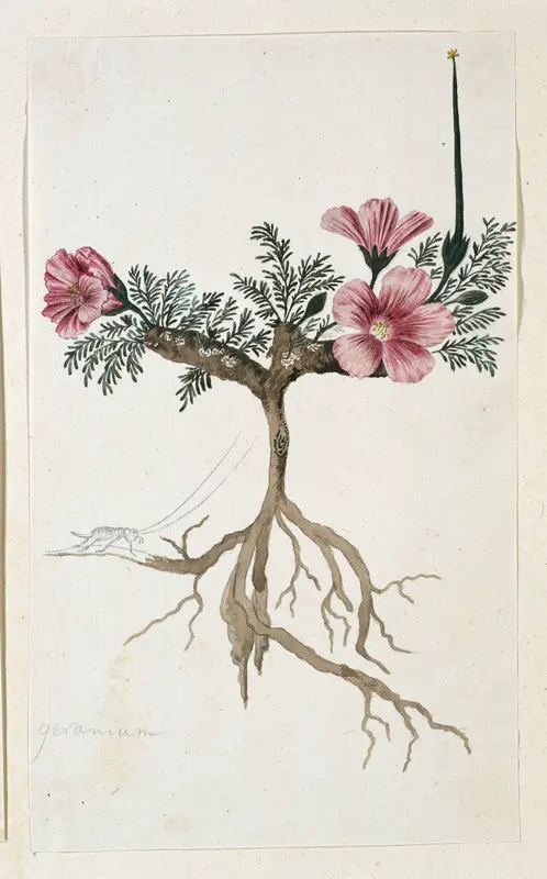 Monsonia multifidum E.Mey. ex Kunth (with an insect) Wall Art by Robert Jacob Gordon - High-Resolution Digital Print