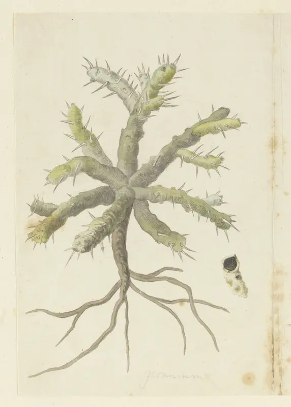 Monsonia patersonii or Monsonia sp. Wall Art by Robert Jacob Gordon - High-Resolution Digital Print