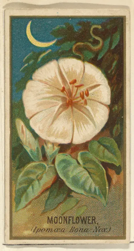 Moonflower (Ipomoea Bona Nox), from the Flowers series for Old Judge Cigarettes Wall Art by Goodwin & Company - High-Resolution Digital Print